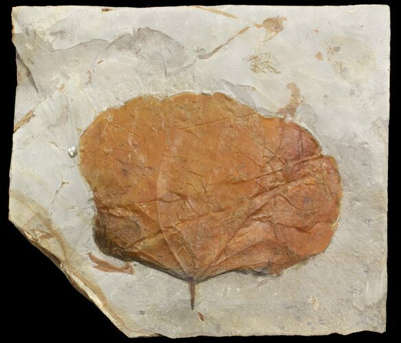 Detailed Fossil Leaf (Zizyphoides) - Montana #71513